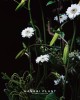 訂製花禮-桌花-008號 訂製花禮-桌花-008號